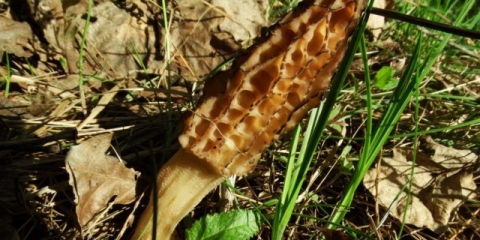 Gdje rastu smrčki u predgrađu: karta gljiva